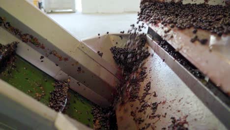 handheld of grapes falling on a vertical conveyor, wine process, slow motion