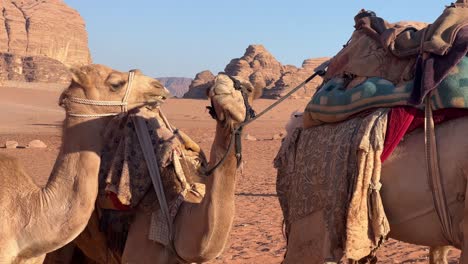 camellos caminando por el suelo arenoso y árido del desierto de wadi rum en jordania, oriente medio, asia