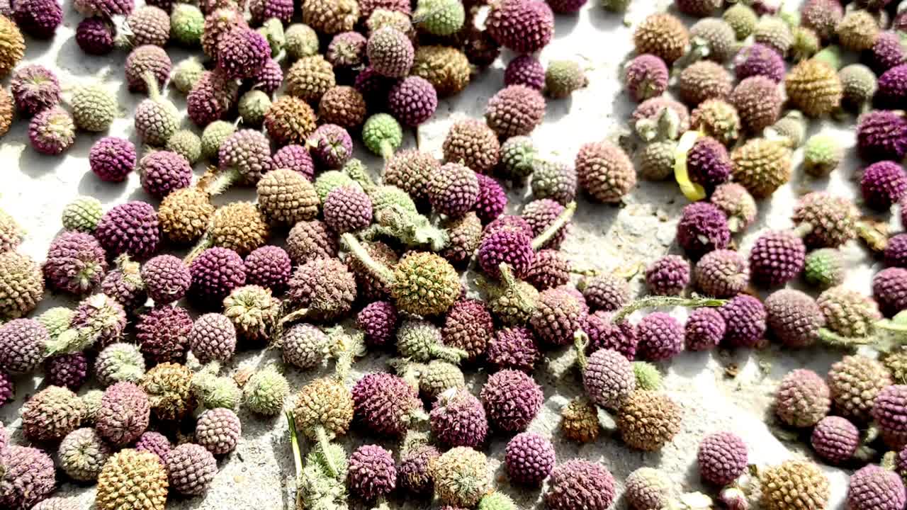 고라크무디는 다양한 종류의 건강 문제를 극복하는 데 도움이됩니다. 그것은 아유르베다 의약품입니다.