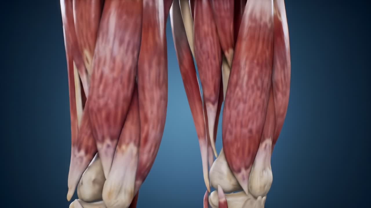 Detailed Anatomical Representation of Human Lower Leg Musculature Showcasing the Complex Structure and Arrangement of Muscles and Tissues in the Calf Region