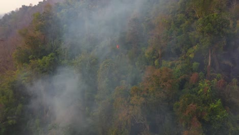 fire in forest