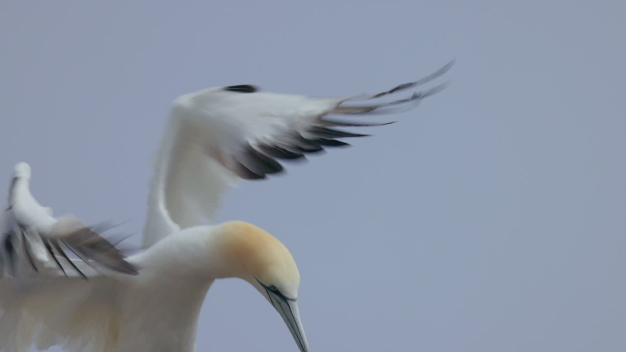 Northern gannet in flight in 4k 60fps slow motion taken at ile Bonaventure in Perc&eacute;, Qu&eacute;bec, Gasp&eacute;sie, Canada