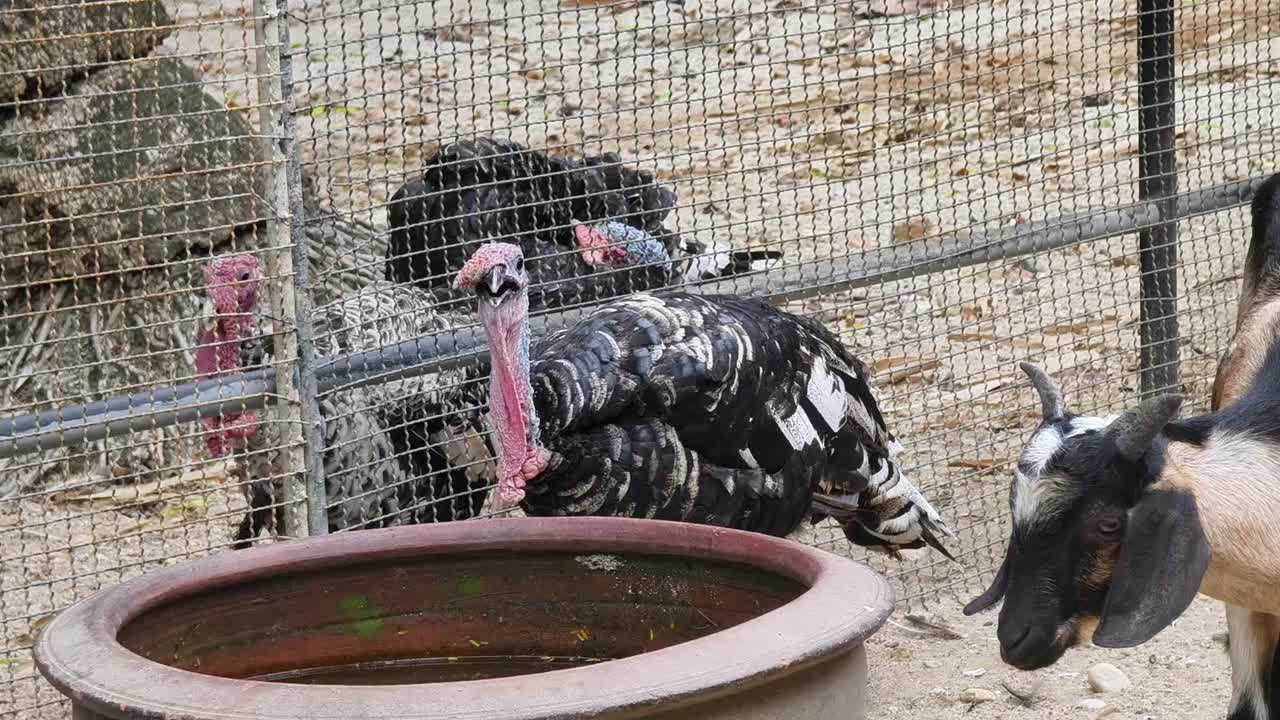 pavos y cabras en una jaula