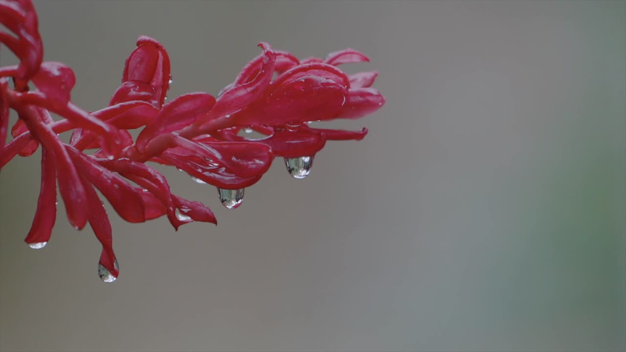 flor de heliconia bajo la lluvia