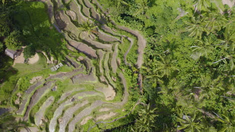 bird's eye view of rice field in ubud, bali indonesia