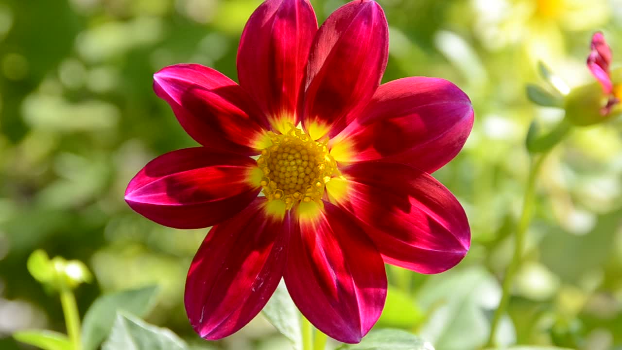 flor com abelha