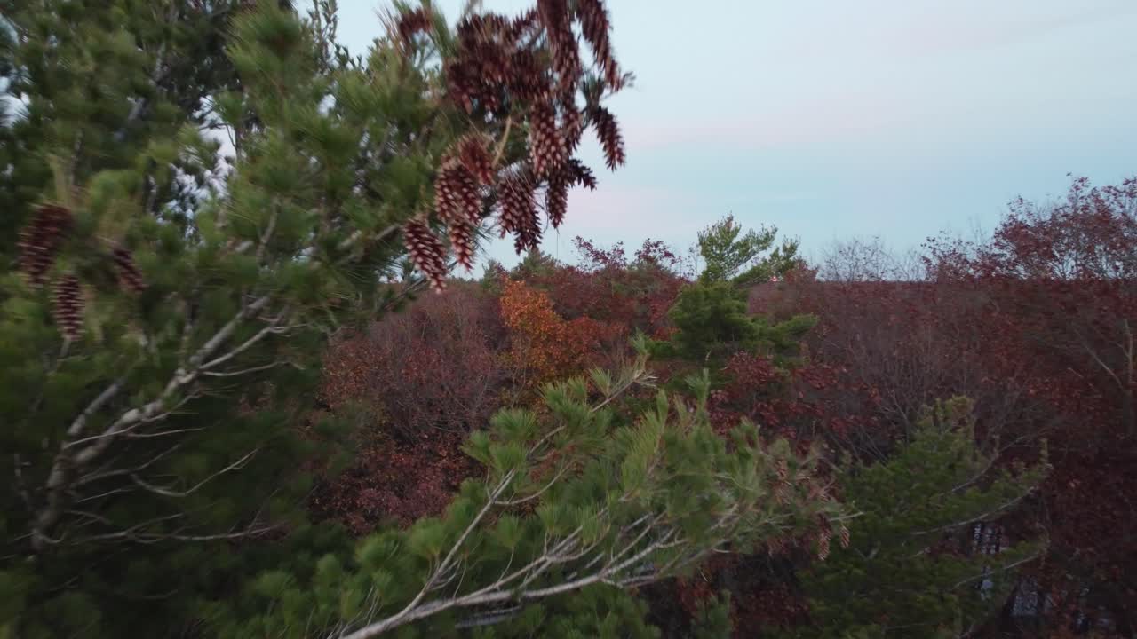 Aerial fly through pine trees and deciduous trees with no leaves at grey dusk hour