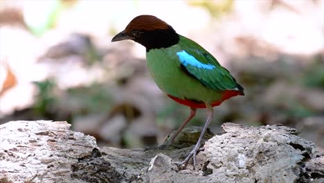 Kommt-Häufig-In-Südostasien-Vor-Und-Ist-Ein-Recht-Freundlicher-Vogel