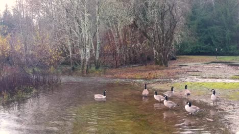 Reveal-shot-of-Canadian-geese-in-water-in-autumn