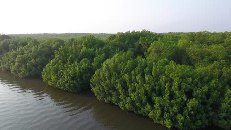 Tomas-Aéreas-A-Lo-Largo-De-Un-Estuario-Del-Río-En-El-Paradón-Guatemala