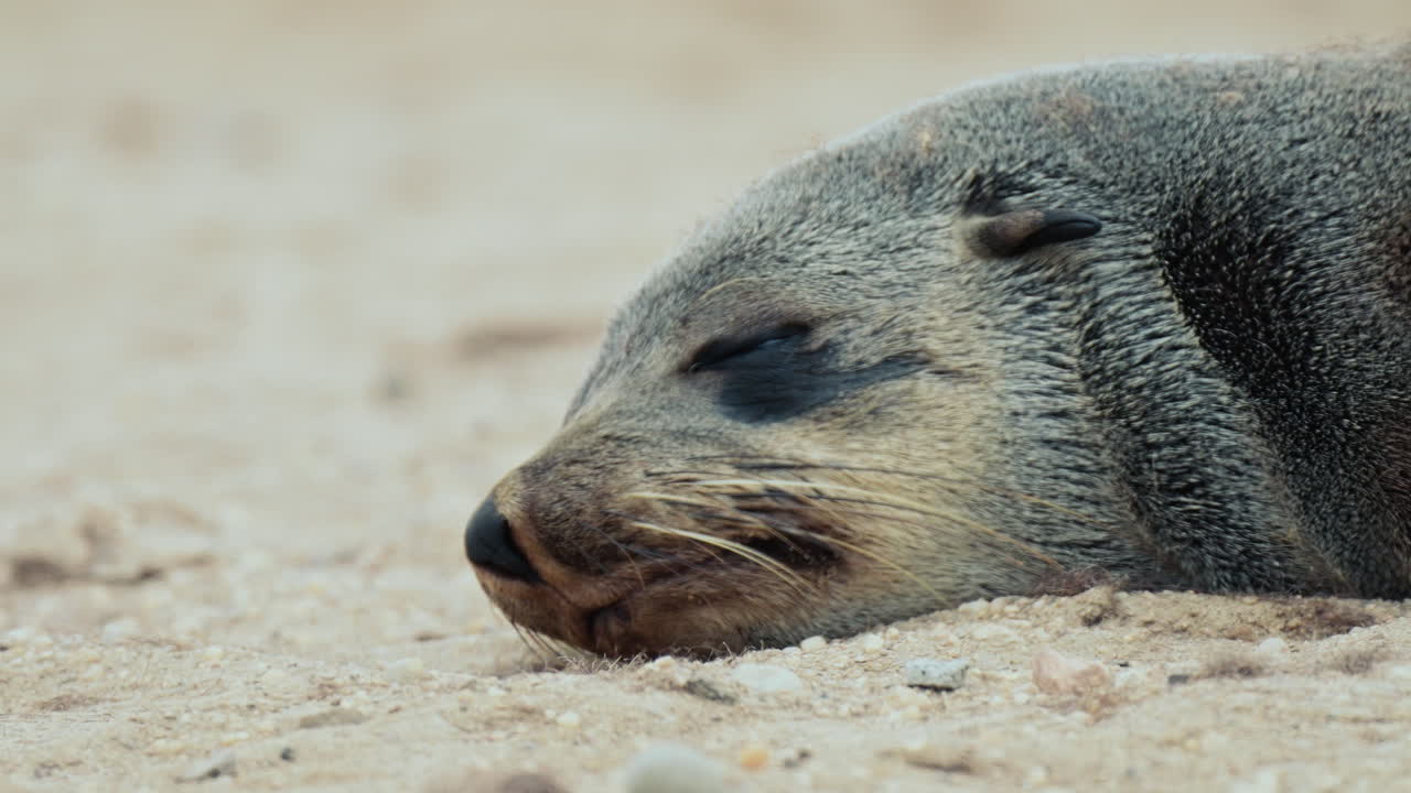 Sleepy Seal on the Beach