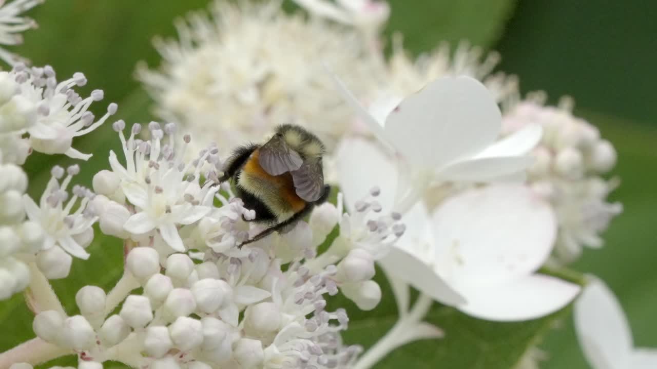 Slow Motion Close-up of a Bee Working on a Delicate White Flower Head