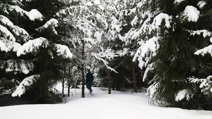 Foresta innevata