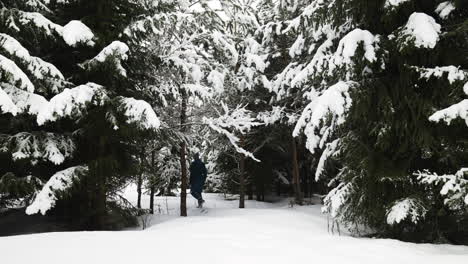 Bosque-Cubierto-De-Nieve