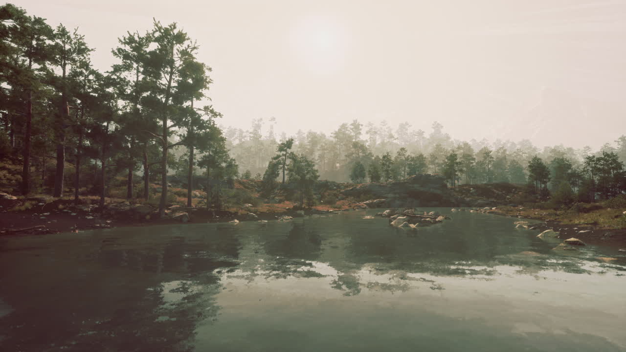 Mattina nebbiosa al lago nel bosco