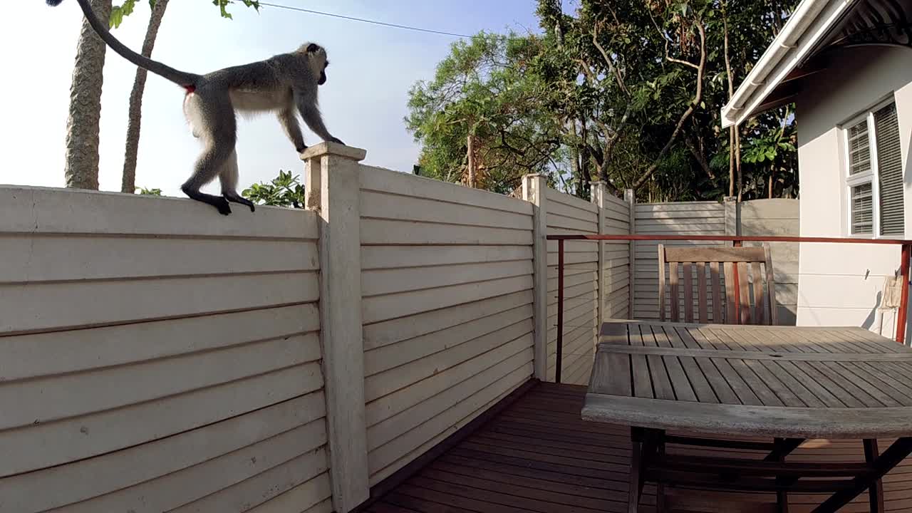 hambrientos monos vervet grises salvajes comiendo comida en una mesa exterior en una zona residencial en sudáfrica