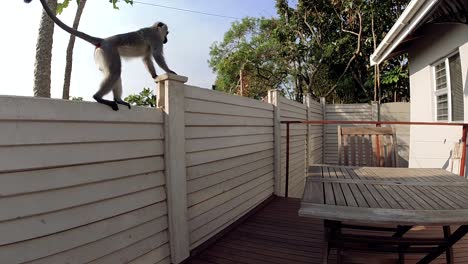 hungry wild grey vervet monkeys eating food on an outside table in a residential area in south africa