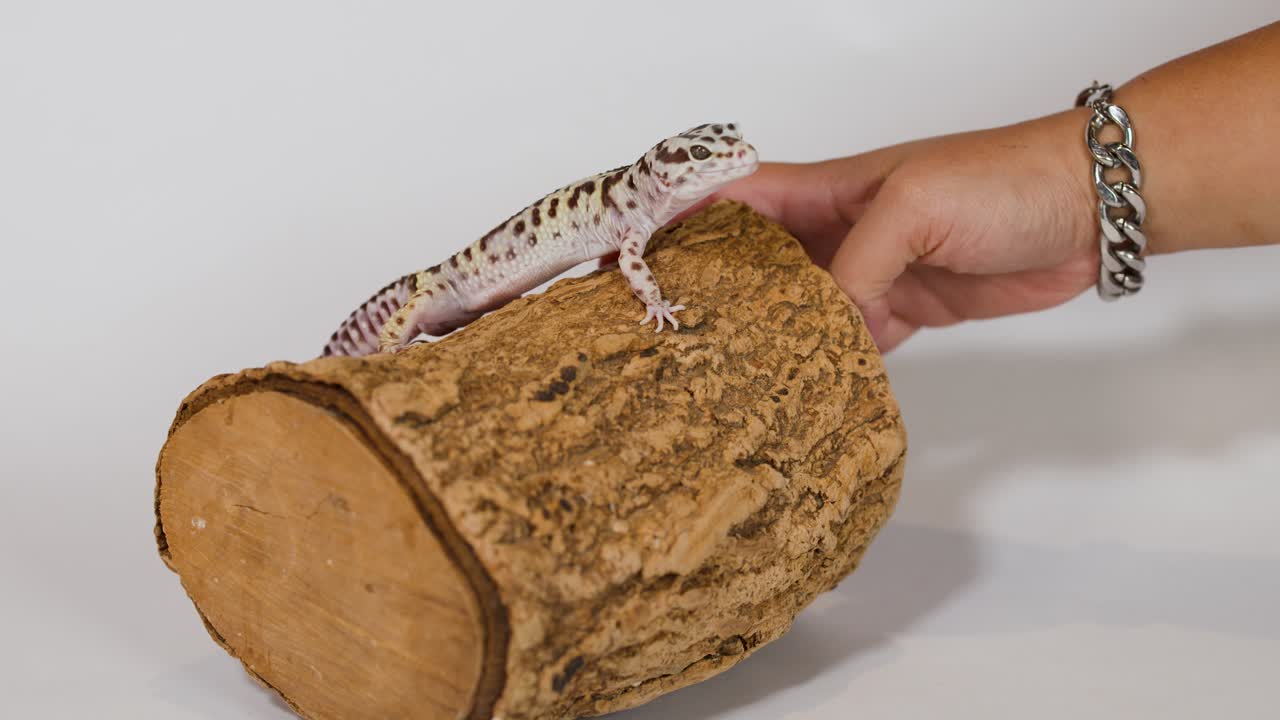 A leopard gecko sits on a cork log while a hand rotates the wood piece