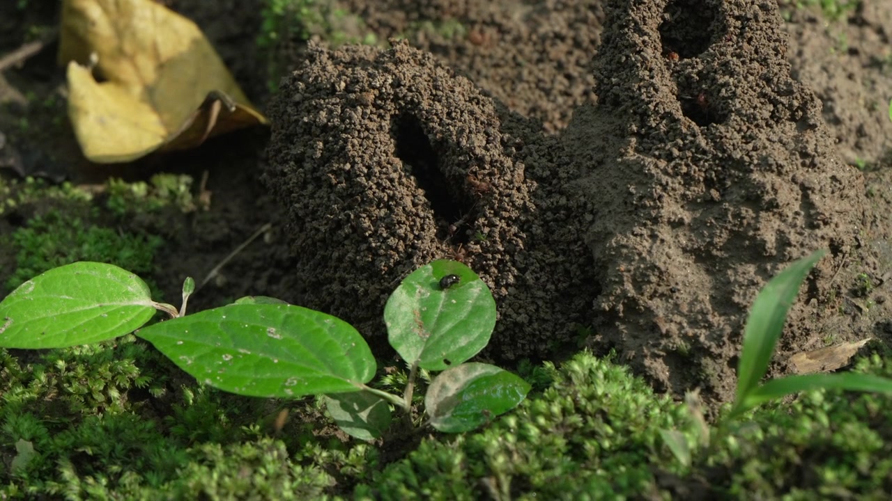 Formicai si ergono da un suolo forestale coperto di muschio, circondati da foglie verdi vibranti. Ideale per documentari sulla natura o contenuti educativi sugli ecosistemi.