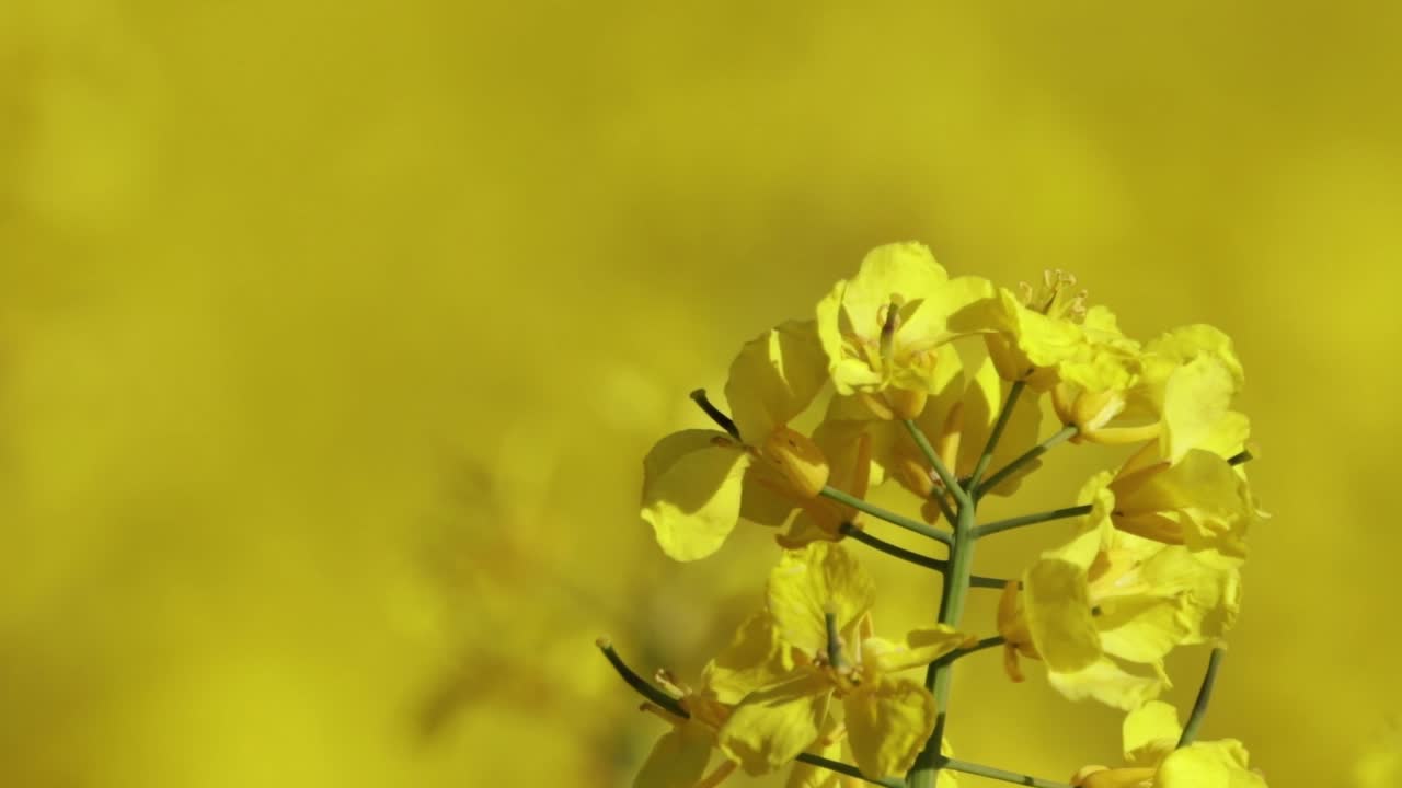 primer plano de la flor de canola en un campo en plena floración-3