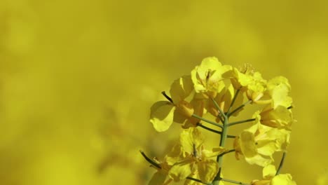 Nahaufnahme-Von-Raps-Blume-In-Einem-Feld-In-Voller-Blüte-3