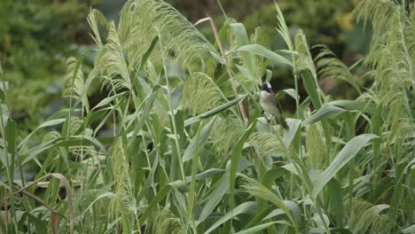 Light-vented-Bulbul-perched-in-lush-greenery,-gently-swaying-in-the-breeze,-Portrait-shot