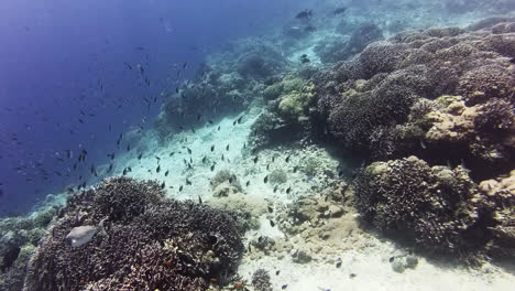 Bancos-De-Peces-Sobre-Acantilados-De-Coral-Y-Aguas-Profundas-Del-Mar-Azul-Mientras-Bucean-En-El-Océano-Cristalino-De-La-Isla-De-Pulau-Menjangan,-Bali,-Indonesia