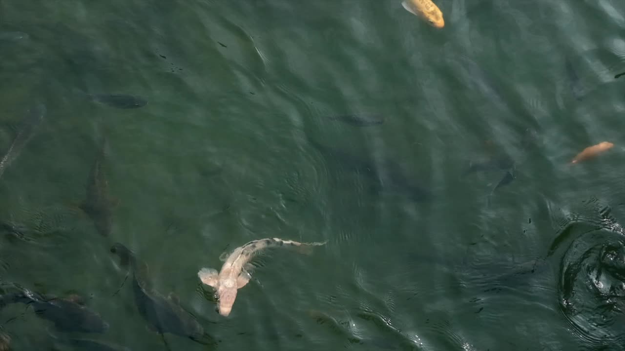 A tranquil top-down slow motion shot of fish swimming gracefully in a pond at a park in Taiwan. The natural light, gentle water movement. ideal for nature, travel, and wellness content.