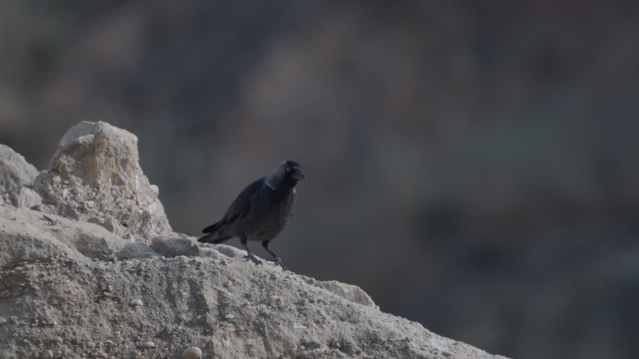 "Western jackdaw (Coloeus monedula), also known as the Eurasian jackdaw