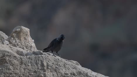 "western jackdaw (coloeus monedula), also known as the eurasian jackdaw