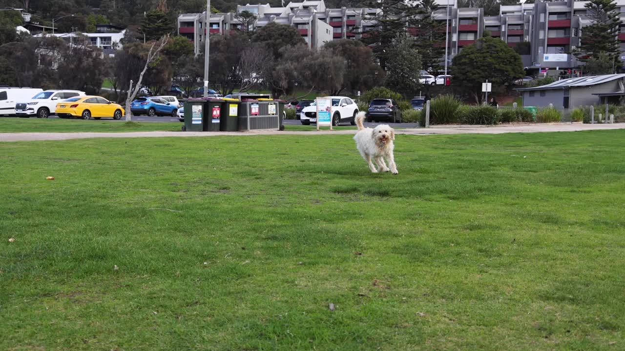 개 한 마리가 잔디에서 기게 달리고 있다