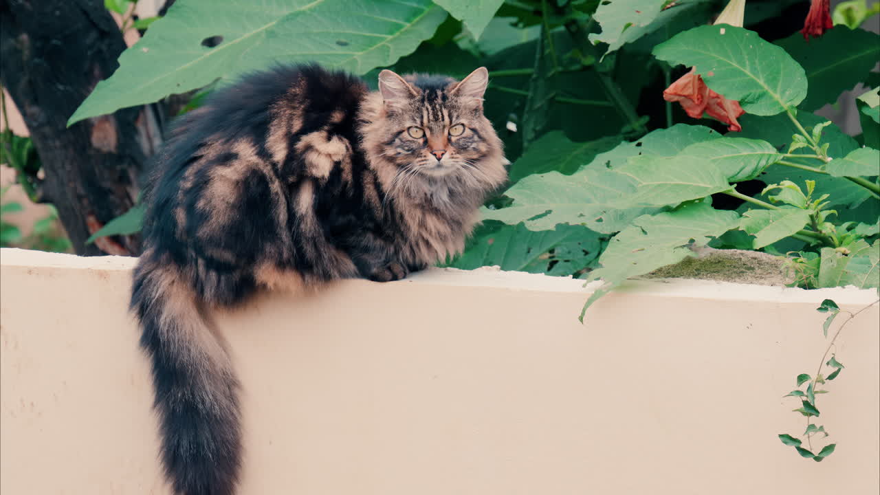 Brown cat standing on a ledge near greenery while looking at the camera