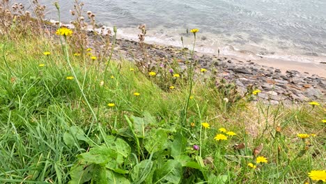 dandelions and grass by the rocky shore