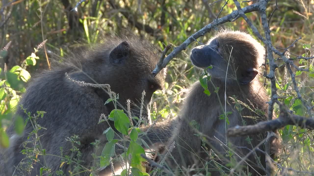 Close-up shot of baboons cleaning each other of insects in the bush at Kruger National Park