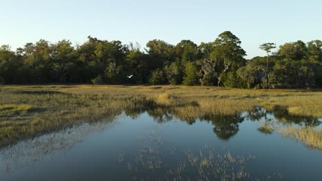 white-heron-flying-over-a-marsh-on-a-calm-summer-evening