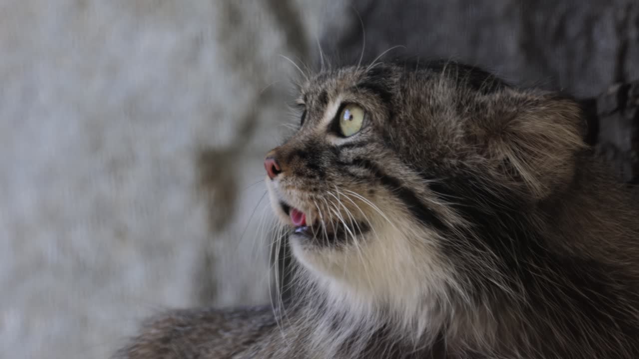 el gato de pallas (otokolobus manul), también conocido como el manul, es un pequeño gato salvaje con pelaje gris claro largo y denso, y orejas redondeadas colocadas abajo en los lados de la cabeza.