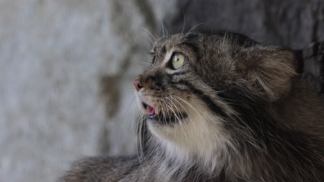 pallas's cat (otocolobus manul), also known as the manul, is a small wild cat with long and dense light grey fur, and rounded ears set low on the sides of the head.