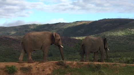 soft focus: two elephants have brief mock fight for dominance, africa