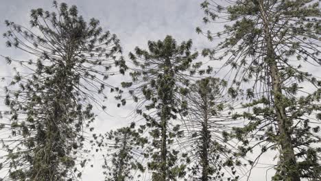 árbol-Extraño-Con-Ramas-Delgadas-Como-Cuerdas