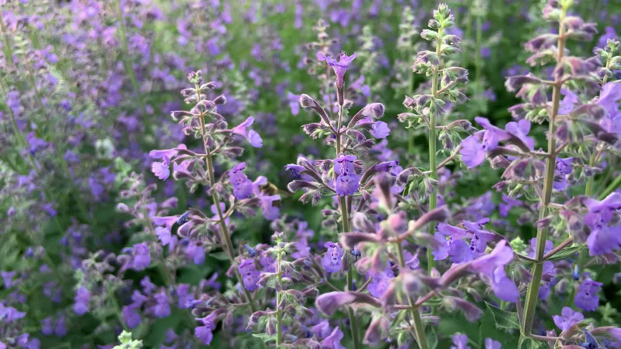 planta con flores de menta (nepata) con abejas