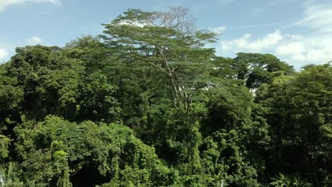 Copas-De-Los-árboles-De-Verano-En-Un-Frondoso-Bosque-Bajo-Un-Cielo-Azul