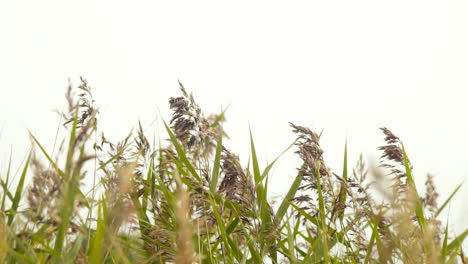 Dünengras-Im-Wind-An-Der-Ostsee-Gegen-Den-Bedeckten-Himmel