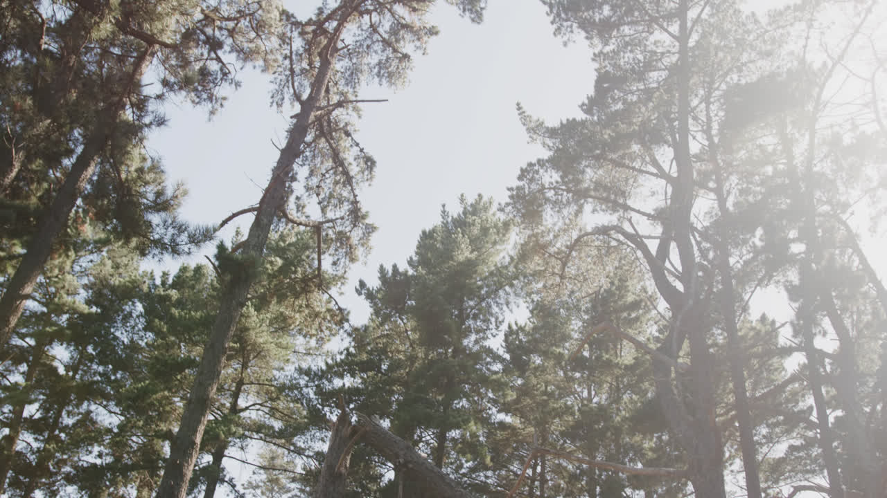 общий вид леса с деревьями, травой и солнечным светом, замедленное движение