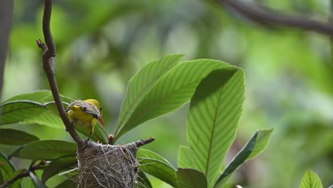 la hembra del oriole dorado euroasiático se alimenta