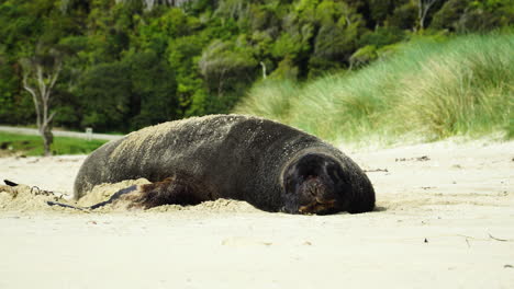 Ein-Großer-Männlicher-Neuseeländischer-Seelöwe-Schläft-Auf-Sand-Und-Wacht-Dann-Auf-Flossen-Auf