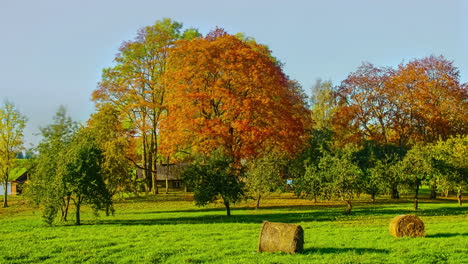 morning sunshine into autumn trees and green field with hay bale rolls