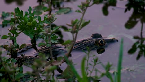 A-fog-sitting-in-the-water-in-a-pond-with-aquatic-plants