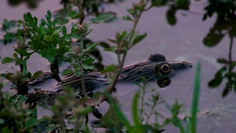 una niebla sentada en el agua en un estanque con plantas acuáticas