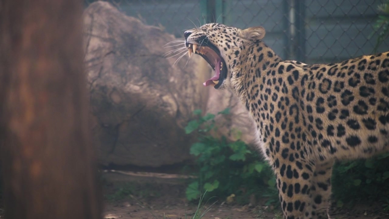 Hayvanat bahçesinde esneyen leopar