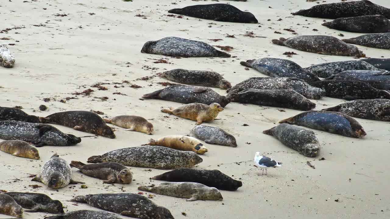 Folla di foche del porto che dormono e camminano sulla spiaggia